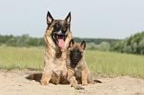 MALINOIS 379